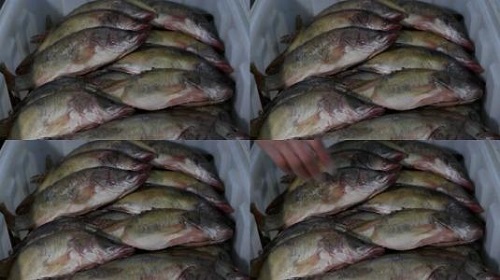 防騙在行動(dòng)，手工之家提醒大家買(mǎi)海鮮注意這幾點(diǎn)，可以不上當(dāng)受騙