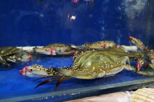 防騙在行動(dòng)，手工之家提醒大家買(mǎi)海鮮注意這幾點(diǎn)，可以不上當(dāng)受騙